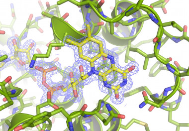 <p>Detalle de la estructura tridimensional de la proteína a resolución atómica / IRNASA</p>