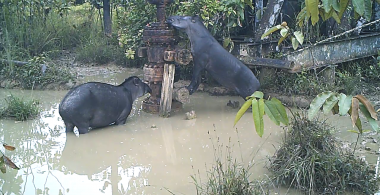 <p>Animales salvajes en una zona contaminada. / UAB</p>