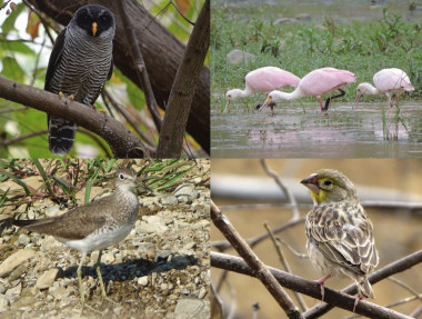 <p>Las cuatro nuevas especies de aves: el búho blanquinegro, la cuchareta rosada, andarrios solitario, y el pinzón sabanero golisulfúreo. / Universidad Técnica Particular de Loja</p>