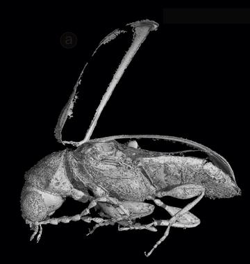 <p>Escarabajo del Cretácico <em><em>Actenobius magneoculus</em>. </em>/ Fundación Dinopolis. </p>