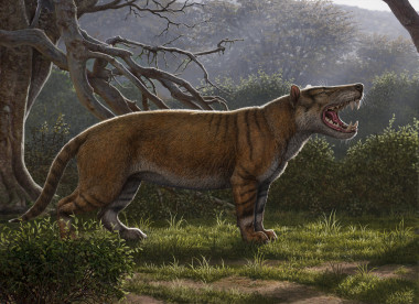<p>Reconstrucción artística de <em>Simbakubwa kutokaafrika, </em>un carnívoro gigante conocido por la mayor parte de su mandíbula, porciones de su cráneo y partes de su esqueleto / Mauricio Anton</p>