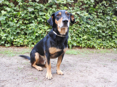 <p>Perro Mestizo. / Marta García Gonzalo</p>
