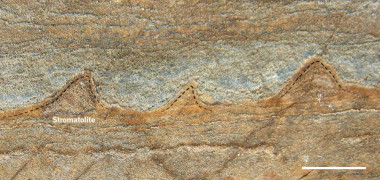 <p>Vista transversal de un fragmento de roca en el que se pueden ver los estromatolitos de forma cónica de 3.700 millones de años de antigüedad. / Yuri Amelin</p>