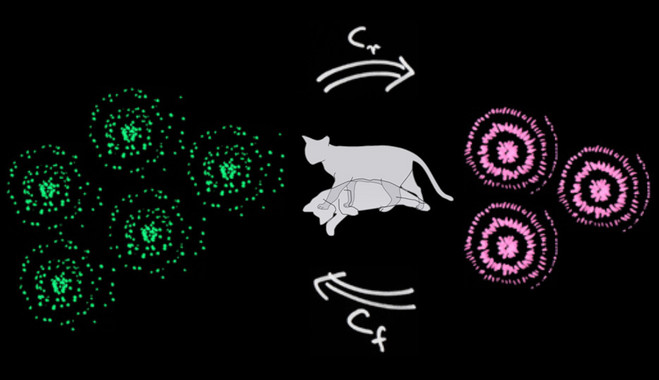 <p>Los investigadores han presentado un método para medir el grado de coherencia de un estado cuántico de superposición, como el del famoso gato de Schrödinger, que se encuentra a la vez vivo y muerto. / UAB/Dhatfield</p>