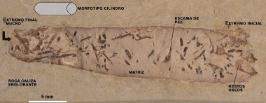 <p class=" text-left">Fotografía de un coprolito cilíndrico de Las Hoyas que podría ser atribuido a un animal anfibio o terrestre carnívoro. Se indican en la fotografía escamas de peces y restos óseos en el coprolito / UAM</p>