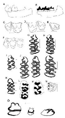 <p>Restos de micromamíferos hallados en la Sima del Elefante</p>
