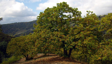 <p>El efecto sinérgico del chancro y la sequía podría conllevar la desaparición del castaño de aquellas áreas afectadas. / Allie Caulfied CC(BY).</p>