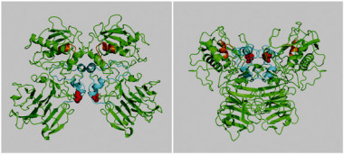 <p>Imagen que muestra la estructura tridimensional de MMP17 modelada por ordenador (izquierda) y cómo esta estructura se ve alterada (derecha) en la mutación encontrada en un paciente con aneurisma, resultando en una proteína no funcional. / CNIC</p>