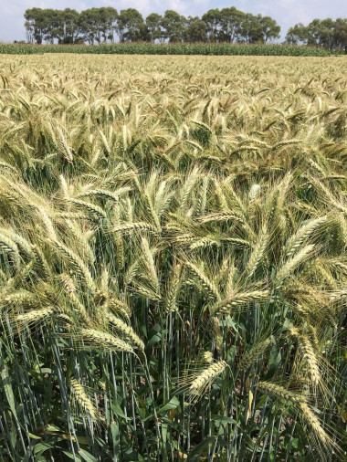 <p>Las variedades locales de trigo suponen un reservorio de variabilidad genética natural. / Pixabay</p>