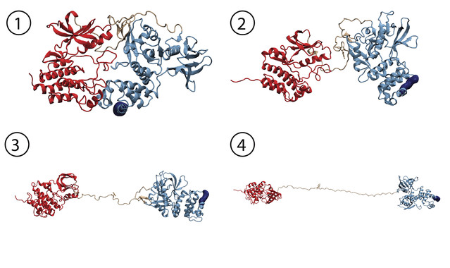 <p>La simulación de dinámica molecular proporciona detalles atómicos de la activación de FAK inducida por una fuerza mecánica. Partiendo de una conformación autoinhibida de FAK (1), la fuerza induce una serie de cambios que conducen a una forma completamente abierta y activa de FAK (2-4). <strong>/ © </strong>HITS</p>