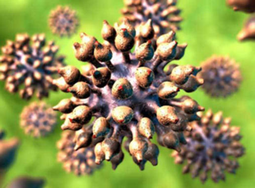 <p>El virus del papiloma humano. Foto: ICO.</p>