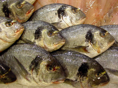 <p class=" text-left">Imagen de doradas (<em>Sparus aurata</em>). / <a href="https://es.wikipedia.org/wiki/Sparus_aurata#/media/File:Sparus_aurata.Dourada.jpg" target="_blank">Luis Miguel Bugallo Sánchez</a></p>