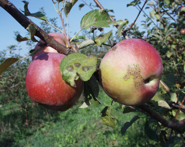 <p>Manzanas afectadas por moteado</p>