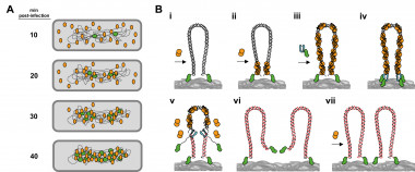 <p>Modelo de la replicación del bacteriófago Phi29 asociada al nucleoide y papel de la proteína tipo histona p6. (A) Esquema del reclutamiento de la proteína p6 (círculos naranjas) en el nucleoide bacteriano a lo largo del ciclo infectivo. Con círculos verdes se muestra el material genético replicado del bacteriófago. (B), (i y ii): La proteína p6 (círculos naranjas) es reclutada en el nucleoide bacteriano a medida que se une al ADN viral, facilitando la iniciación de la replicación del mismo; (iii y iv): La ADN polimerasa del bacteriófago (color azul) replica el material genético dando lugar a dos genomas virales completos que servirían de molde para sucesivas rondas de replicación (v, vi y vii).</p>
