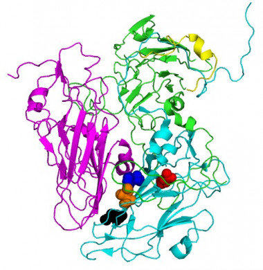 <p class=" text-left">Posición de los aminoácidos (esferas) que alteran la resistencia de la cápsida del virus de la rinitis equina. / UAM</p>