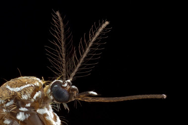 <p>Mosquito hembra de la especie <em>Aedes aegypti</em> / Alex Wild</p>