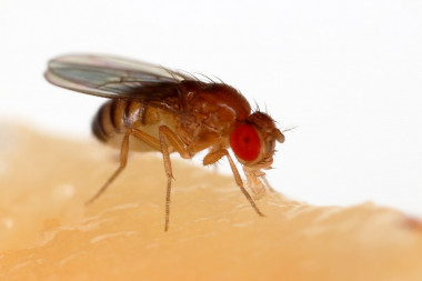 <p>Una mosca de la fruta (<em>Drosophila melanogaster</em>) alimentándose de un plátano / Sanjay Acharya </p>