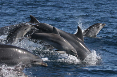 <p>Delfines / Fundación Descubre</p>