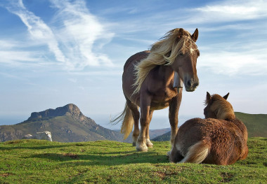 <p>El caballo es uno de los mamíferos estudiados en este trabajo. / <a href="https://es.wikipedia.org/wiki/Equus_ferus_caballus#/media/File:Biandintz_eta_zaldiak_-_modified2.jpg" target="_blank">Wikipedia</a></p>