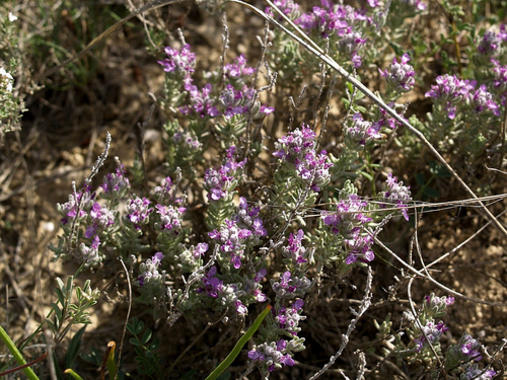 <p>Teucrium polium. Foto: Fturmog</p>