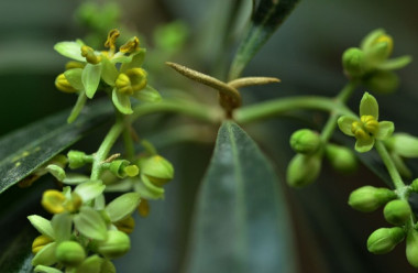 <p><em>Olea europaea, </em>fundamental en la dieta y en la economía española<em>. </em>/ <a href="https://flic.kr/p/r3g4uc" target="_self">Cerlin Ng</a></p>