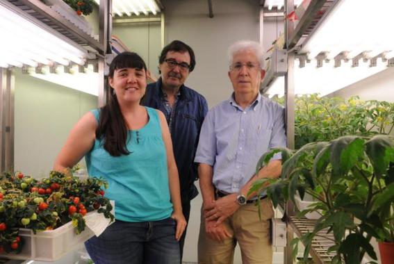 <p>Los investigadores Marta Renato, Joaquín Azcón Bieto y Albert Boronat, en la Facultad de Biología de la Universidad de Barcelona. / UB</p>