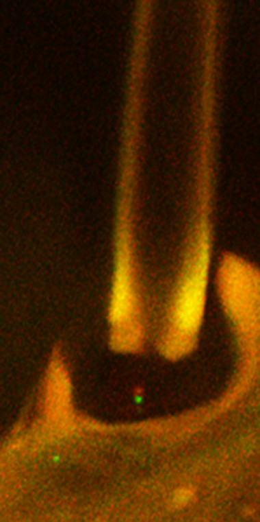 <p>La cerda es un órgano mecano sensorial que alberga el cilio proyectado por una neurona. Dos estructuras, los centriolos, una en la base del cilio y otra en la zona de transición, marcadas en verde y rojo, respectivamente. / Laboratorio de C. González</p>