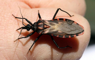 <p>Este insecto redúvido o triatomino (chinche) transmite el mal de Chagas. / Fundación Descubre </p>