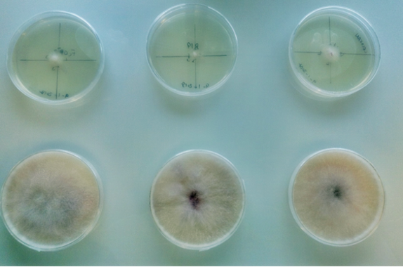 <p>Cepas del hongo <em>Fusarium circinatum</em> creciendo en medio de cultivo para la posterior extracción de ARN/E / Jordán Muñoz Adalia</p>