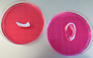 <p>Oreja y mandíbula construidas gracias al nuevo sistema integrado de impresión de tejidos de órganos. / Wake Forest Institute for Regenerative Medicine</p>