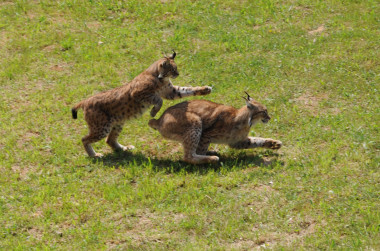 <p>El lince ibérico (<em>Lynx pardinus</em>) es uno de los felinos más amenazados del mundo. <a href="http://www.agenciasinc.es/esl/imagenes/inicio/(imagen)/77447" target="_self">Foto</a>: Carlos Octavio Uranga.</p>