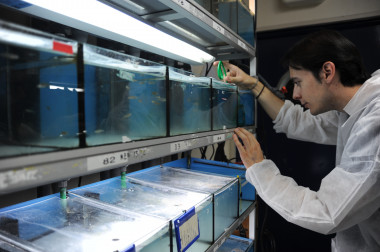 <p>Un investigador observa los tanques de pez cebra en el laboratorio. / CSIC</p>