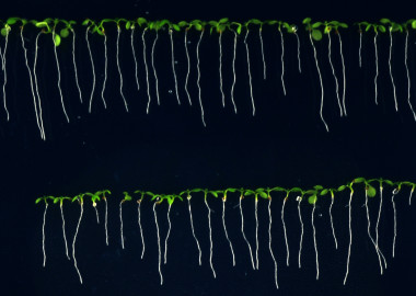 <p>Plántulas de arabidopsis <em>in vitro</em> para medir la raíz / CRAG</p>