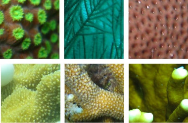 <p>Las especies de coral tienen diferentes tamaÃ±os, formas y colores, pero algunas de ellas pueden parecer idÃ©nticas para un observador humano. El nuevo sistema ayuda a distinguirlas. / FundaciÃ³n Descubre</p>