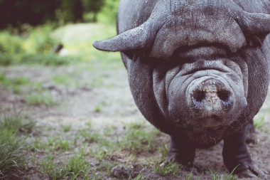<p>Los científicos reclaman la adopción de medidas que prioricen la gestión adaptativa de la fauna silvestre y consideren además la dimensión humana / Pixabay</p>