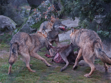 <p>Los lobos son agentes acumuladores de huesos habituales en los ecosistemas ibéricos. Foto: cedida a DiCYT por Nohemi Sala/UCM-ISCIII.</p>