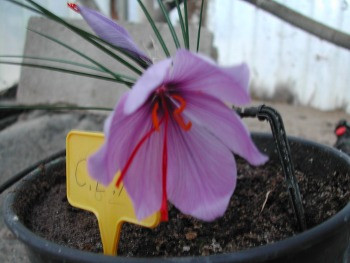 
<!-- START: including template: extension/sinc/design/ezwebin/templates/content/datatype/view/ezxmltags/paragraph.tpl (design:content/datatype/view/ezxmltags/paragraph.tpl) -->
<p> Flor de azafrán</p>
<!-- STOP: including template: extension/sinc/design/ezwebin/templates/content/datatype/view/ezxmltags/paragraph.tpl (design:content/datatype/view/ezxmltags/paragraph.tpl) -->
