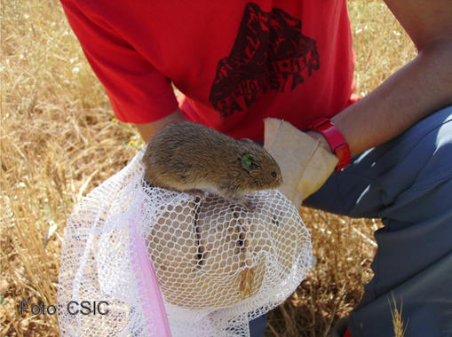 <p>Un investigador con un topillo. Foto: CSIC.</p>