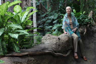 <p>Jane Goodall en barcelona. / Núria Jar, SINC</p>