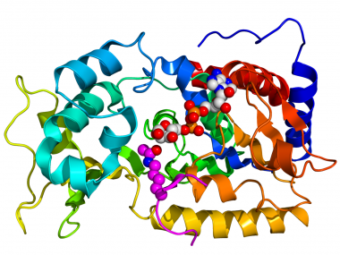 <p>Estrutura cristalográfica de Sir2. / <a href="http://pt.wikipedia.org/wiki/Sirtu%C3%ADna#mediaviewer/File:1SZD.png" target="_blank">Wikipedia</a></p>