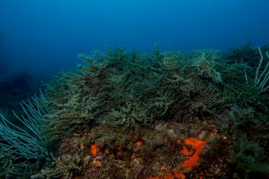 <p>Los autores constatan que el crecimiento lento y la baja reproducción del alga dificultan su capacidad para adaptarse a los cambios medioambientales. / Pol Capdevila-UB-IRBio</p>