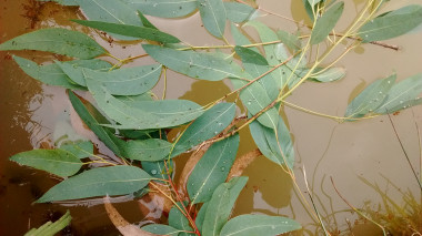 <p>Hojas de eucalipto en el agua. / Aingeru Martínez Gómez / UPV/EHU</p>