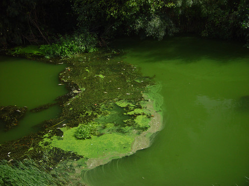 <p>Bloom de cianobacterias en un lago. / Fernando Cobo</p>