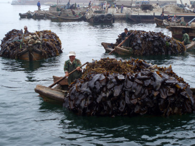 <p>Transporte de la cosecha de algas marinas en China. Foto: Maeve Kelly.</p>