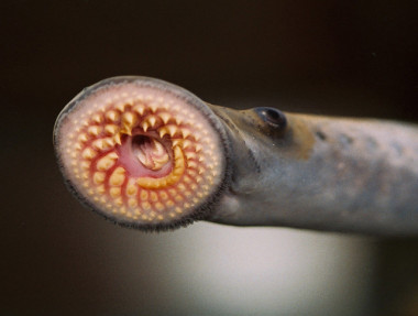 <p>Lamprea marina, <em>Petromyzon marinus</em>, uno de los nuevos hospedadores identificados. / <a href="https://www.flickr.com/photos/noaa_glerl/8741578394" target="_blank">NOAA Great Lakes Environmental Research Laboratory</a></p>