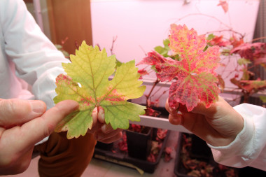 <p>La nueva cepa de la araña roja tiene capacidad para adaptarse a nuevos cultivos como el viñedo, donde hasta ahora solo se localizaba de forma marginal. / UR</p>