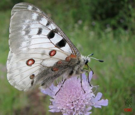 <p>Foto: CSIC.</p>