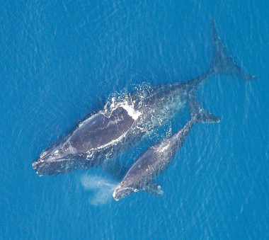 <p>Ballena de los vascos con su cría / NOAA </p>