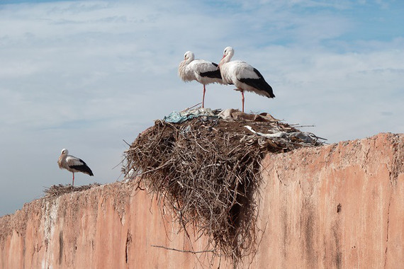 <p>Ropa, cuerdas y cigarros, entre los desechos que conforman los nidos. / <a href="https://www.pexels.com/photo/two-birds-on-the-bird-s-nest-under-white-clouds-761715/" target="_blank">Alisan</a></p>
