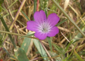<p>Se calcula que en la mayoría de campos de cereales han desaparecido cerca de un centenar de especies. / UB</p>